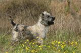 CAIRN TERRIER 620